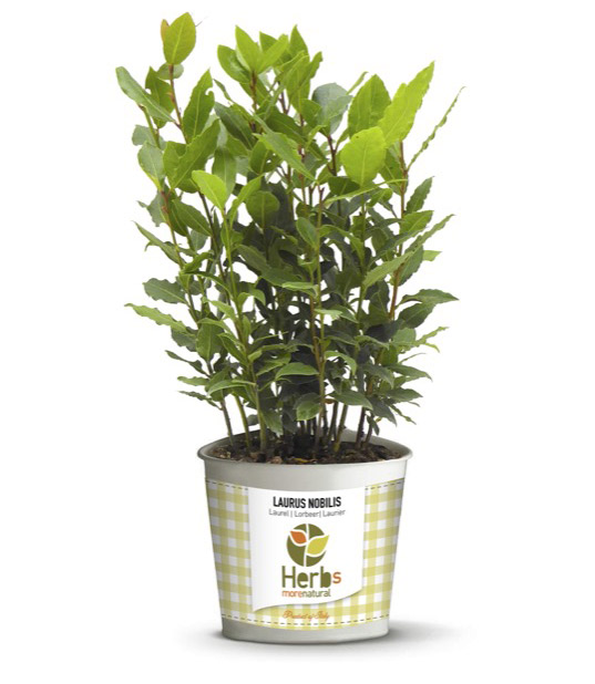 Laurus Nobilis