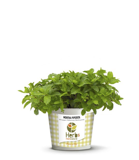 Menta Piperita