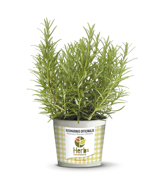 Rosmarinus Officinalis