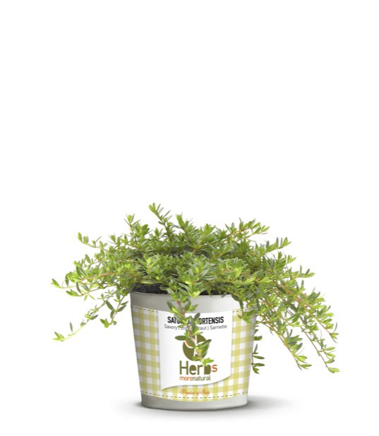 Satureja Hortensis