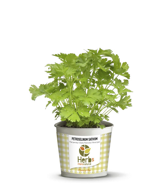 Petroselinum Sativum